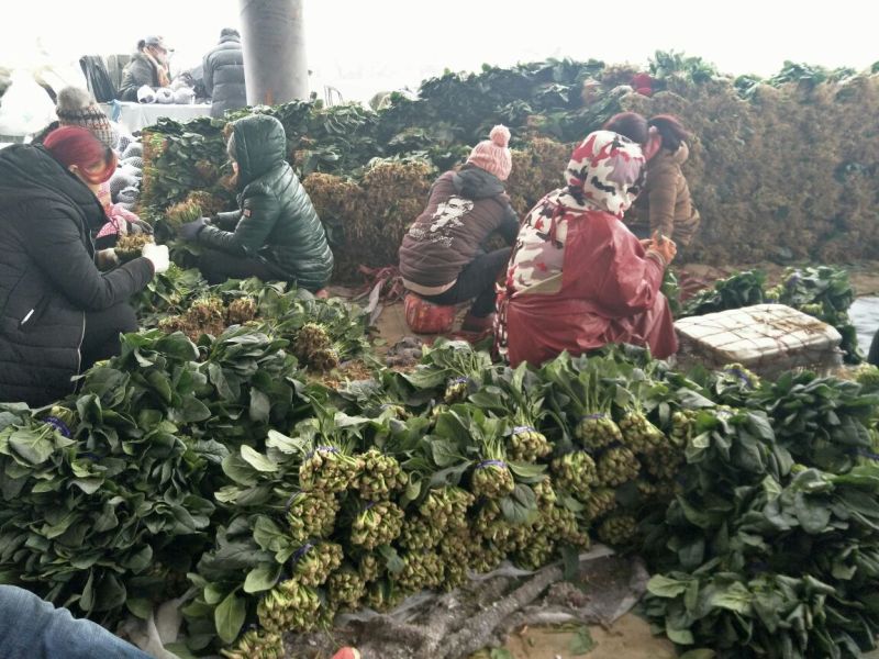 大叶菠菜20~25厘米