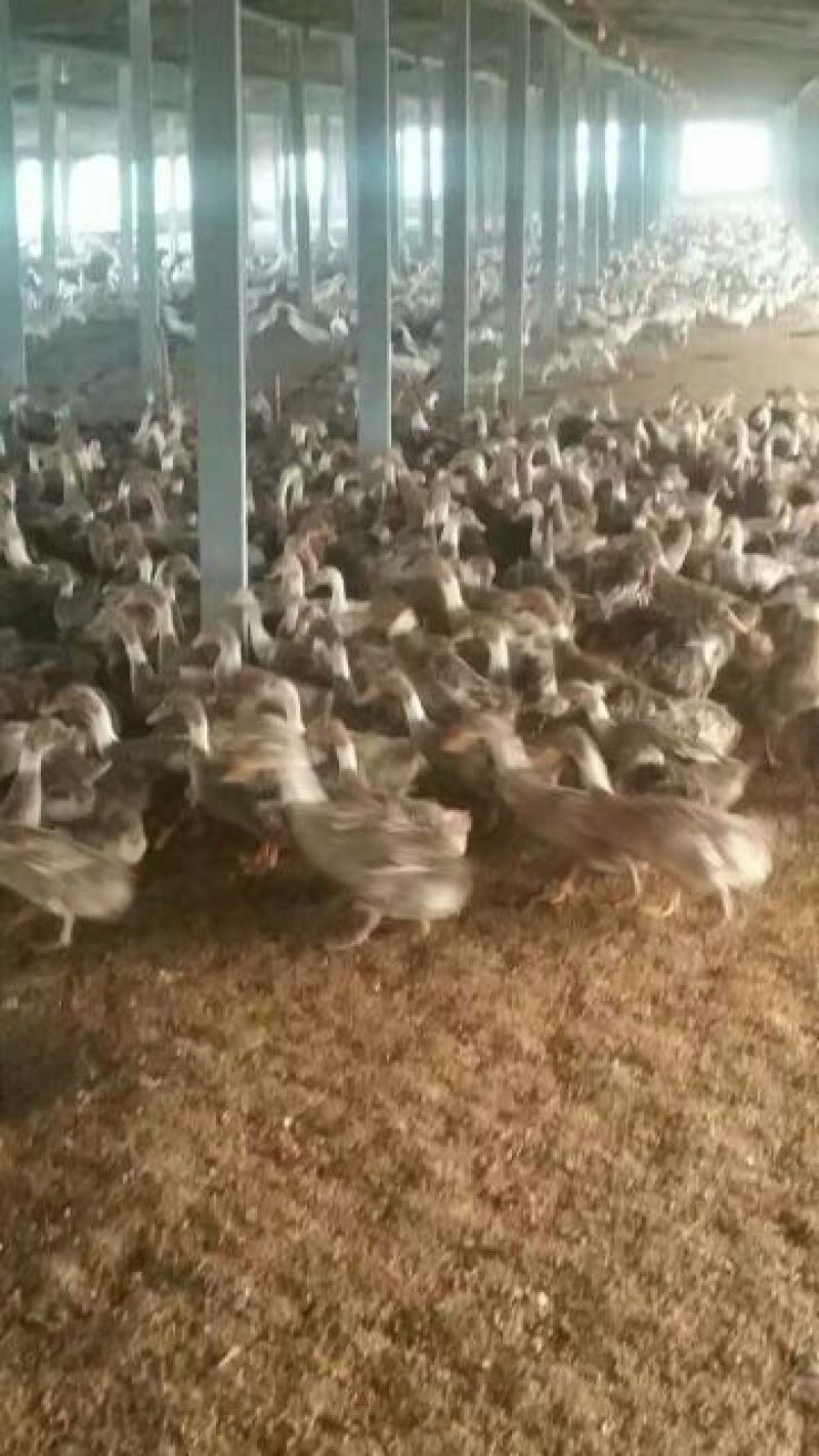 南阳孵化场黑金腚鸭苗统货