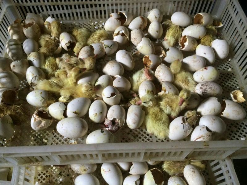 泰州白鹅鹅苗250g