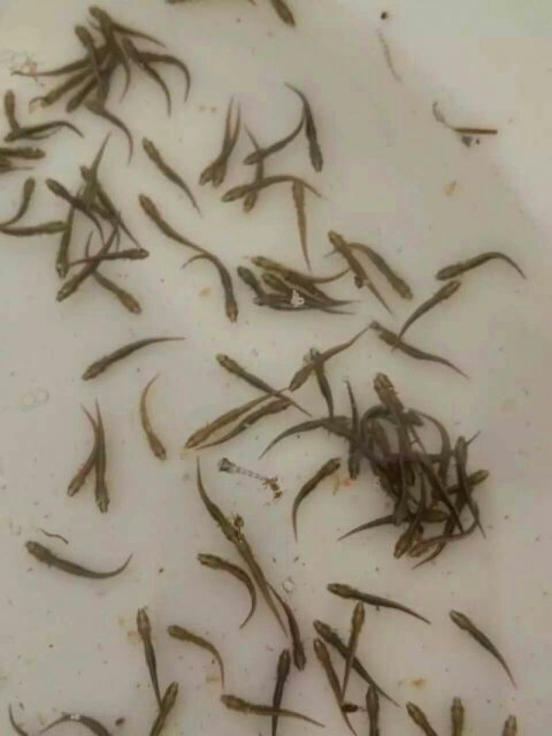 泥鳅苗，大量批发，欢迎订购。。。。。。。