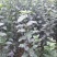 矮化苹果苗80cm以上