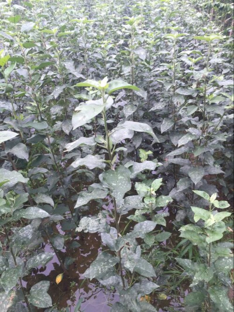 矮化苹果苗80cm以上
