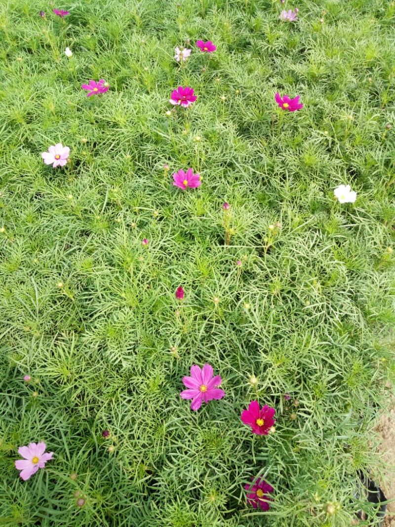 金盏菊