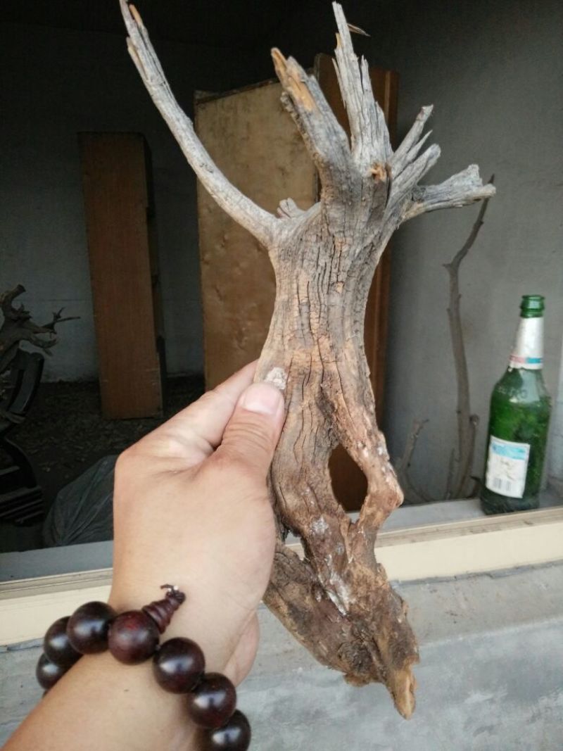 檀香木崖柏
