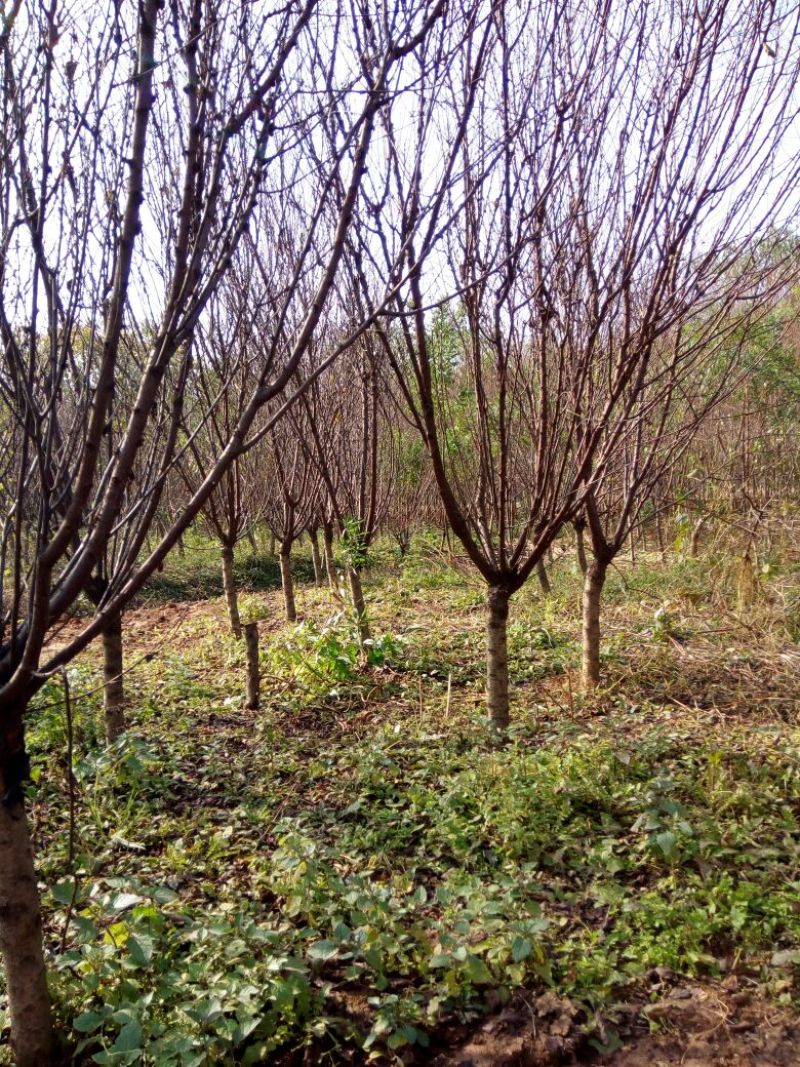榆叶梅价格梅花价格苗圃直销规格齐全无中介