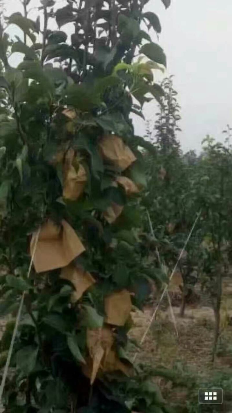 晚秋黄梨450~500g纸加膜
