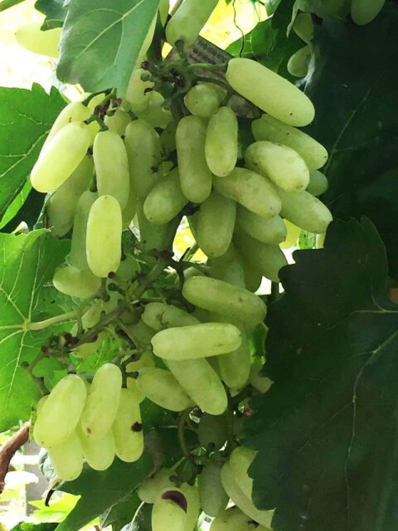 绿宝石葡萄苗1年30~50cm