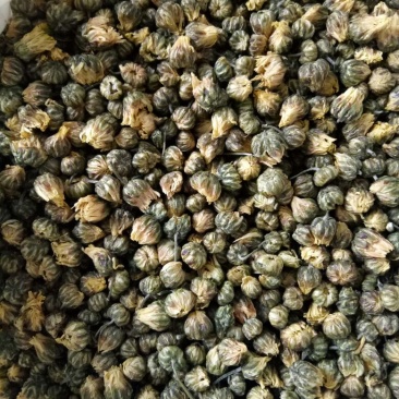 白菊花茶胎菊