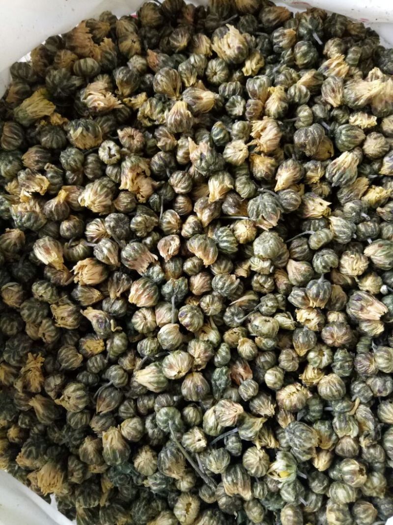 白菊花茶胎菊