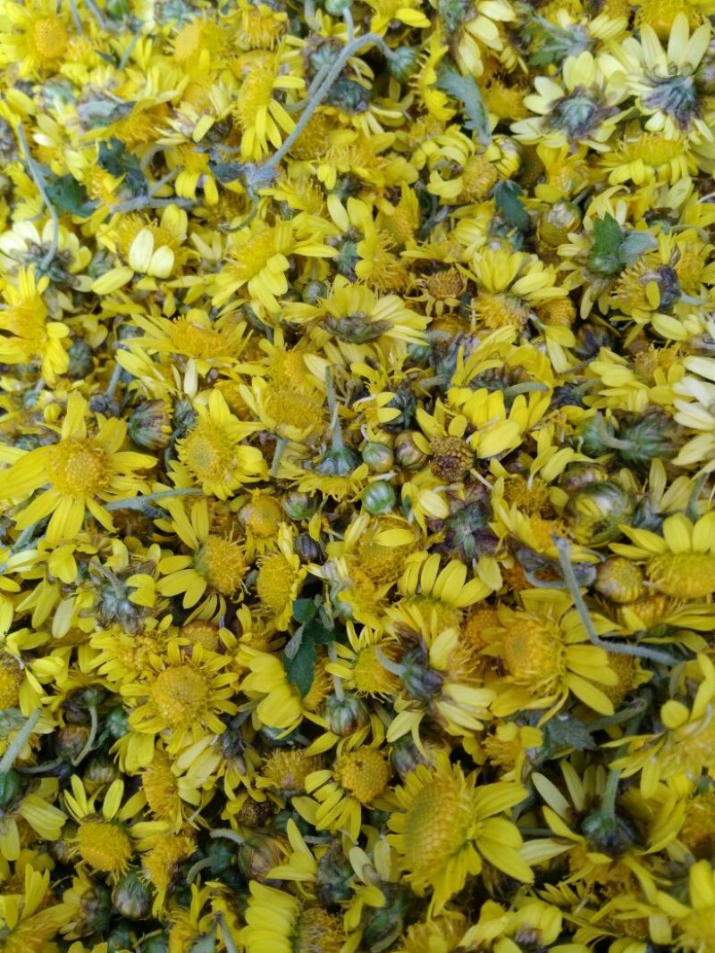 野菊花统货