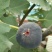 无花果苗，波姬红，青皮，金敖芬，布兰瑞克
