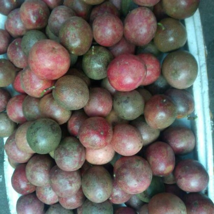 福建福州市长乐市鸡蛋果百香果批发_王朝杰供