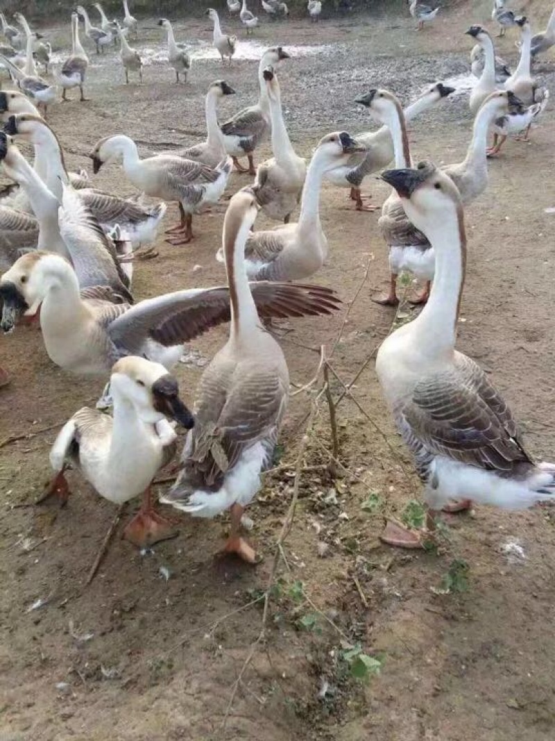 皖西白鹅鹅苗