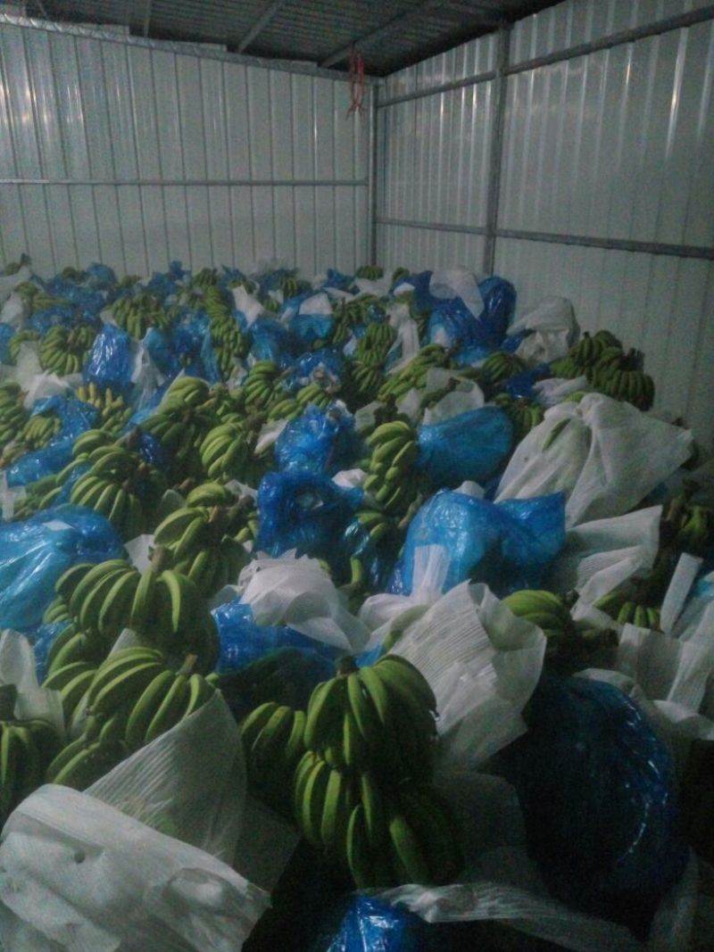 广东香蕉1号七成熟