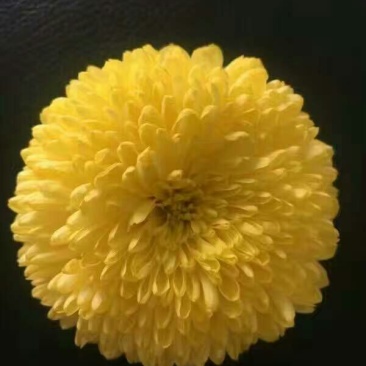 皇菊茶特级