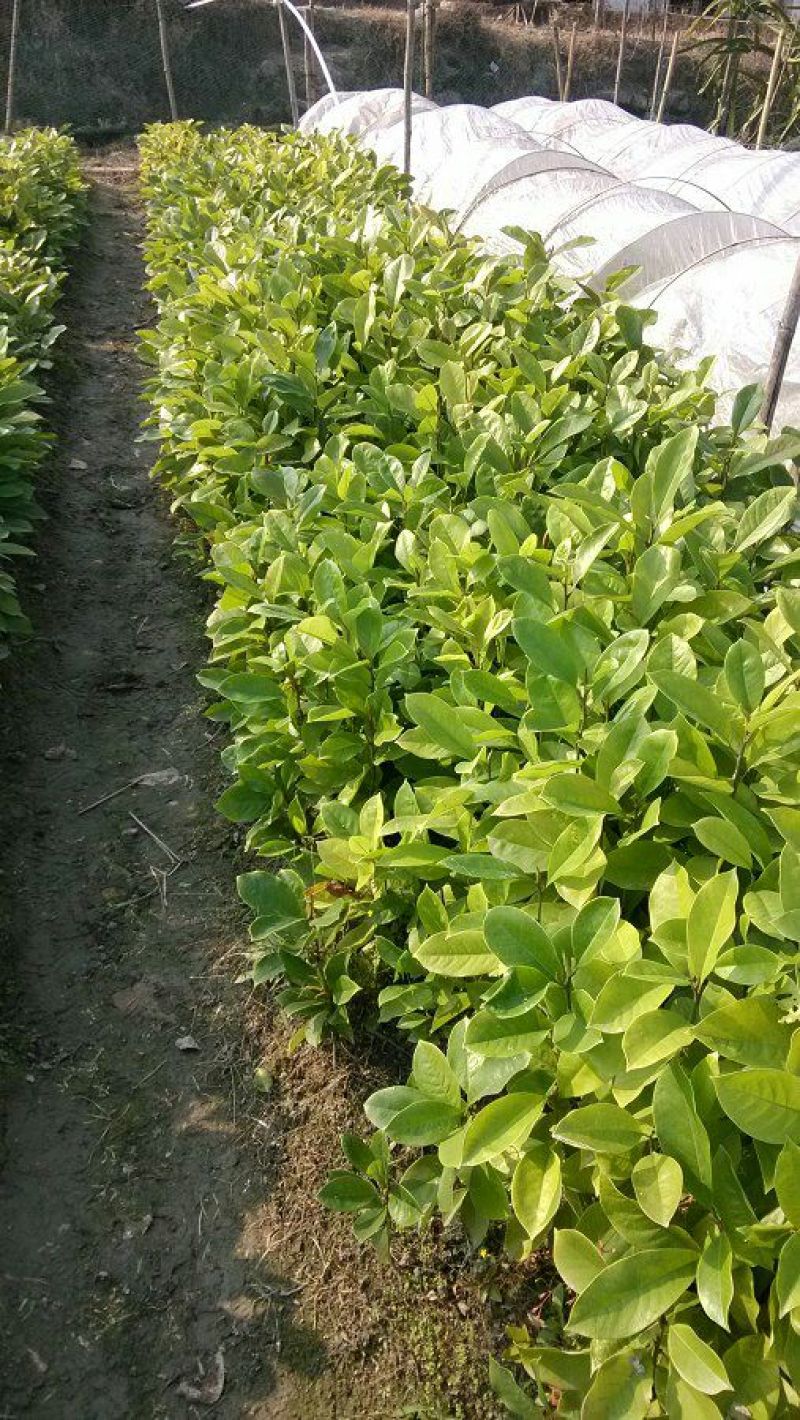 楠木苗香楠苗火力楠木杯苗