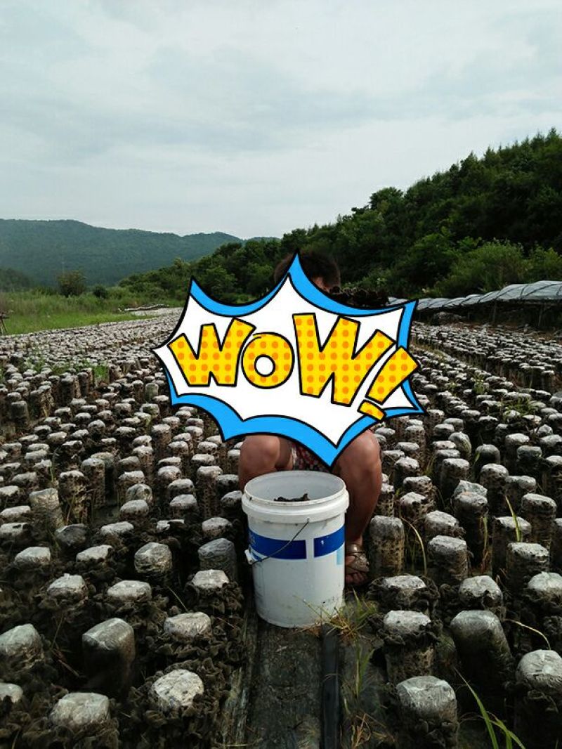 黑木耳一级