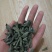 干木耳特级
