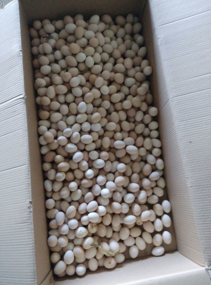 土鸡蛋食用50g以下