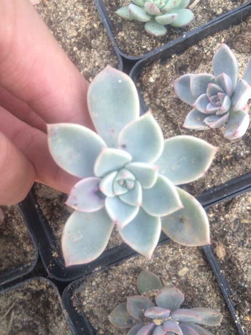 多肉植物