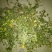 野菊花