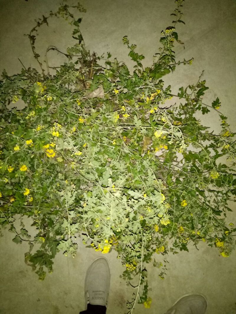 野菊花