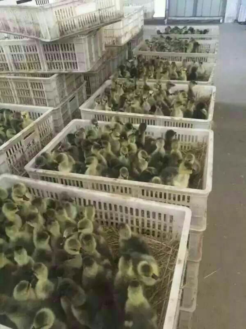狮头鹅苗250g以下