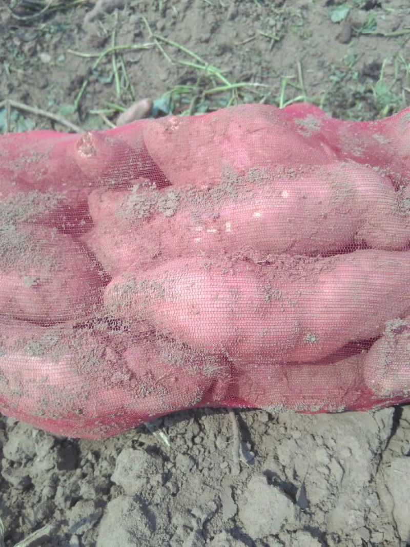 龙薯9号黄心3两以上种植面积大，质量好