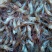 河虾活虾16~20只/kg
