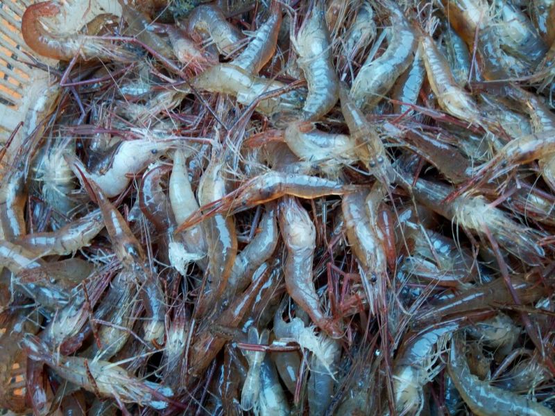 河虾活虾16~20只/kg