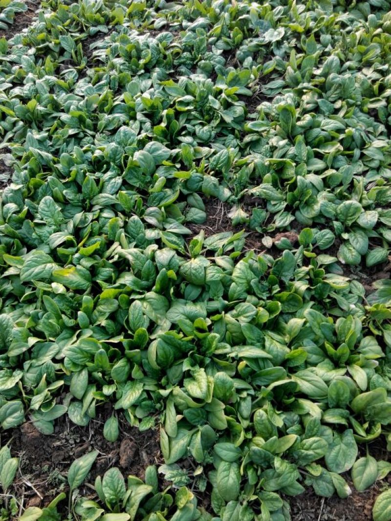 大叶菠菜35~40厘米