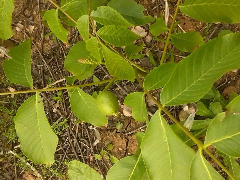 核桃苗二年苗50~100cm