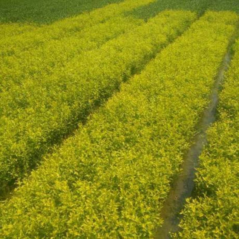 【热卖】茶叶树苗(福选9号，福选4号，奶白，极白，川黄