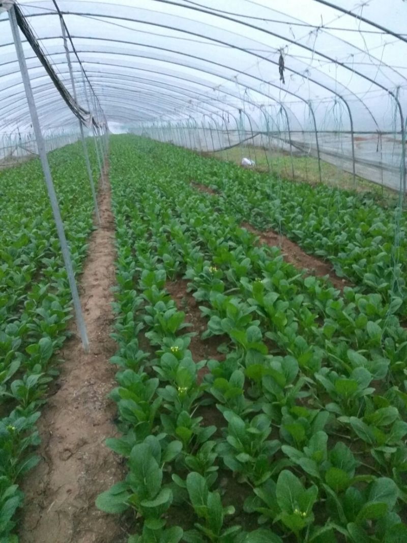 菜苔10~15厘米