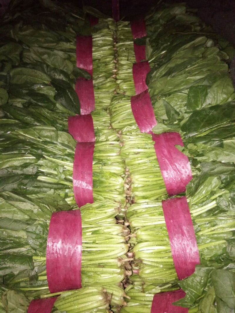 大叶菠菜25~30厘米