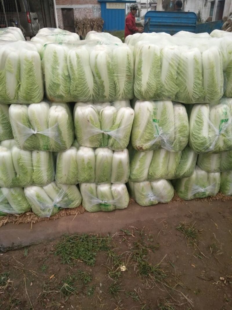 山东肥城北京新三号大白菜大量供应中，冷库储存。净菜毛菜