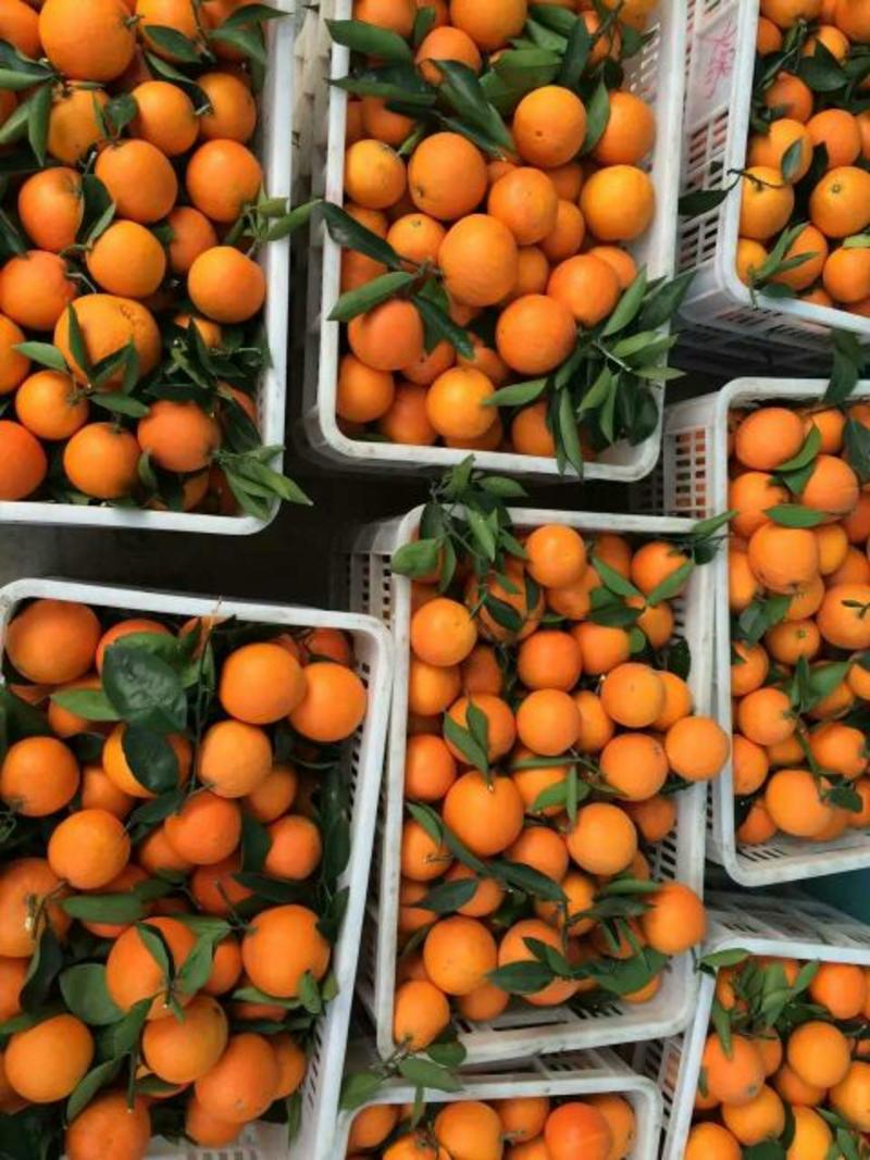 伦晚脐橙大量上市，鲜果现采，果园看货以质价，量大从优