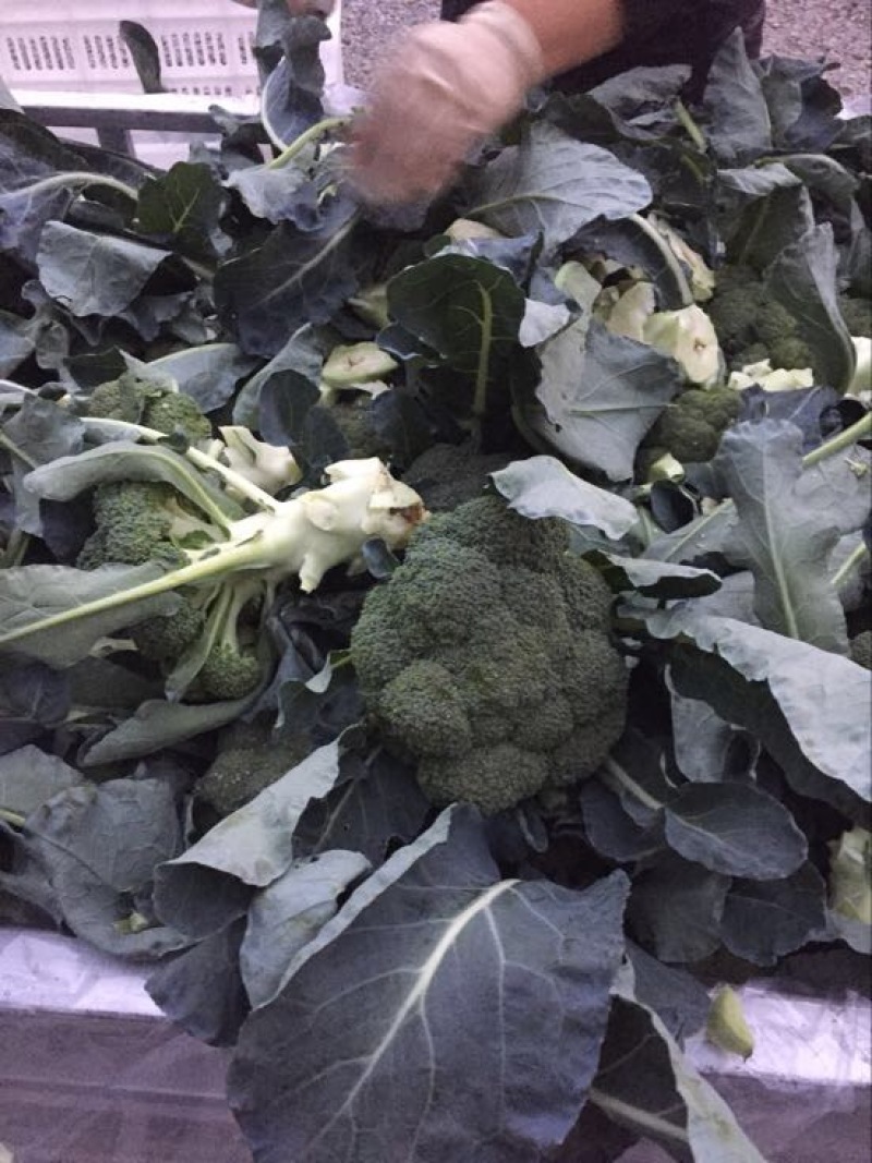 优秀西兰花