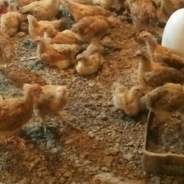 土鸡苗1斤以上