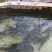 池鲤鱼
