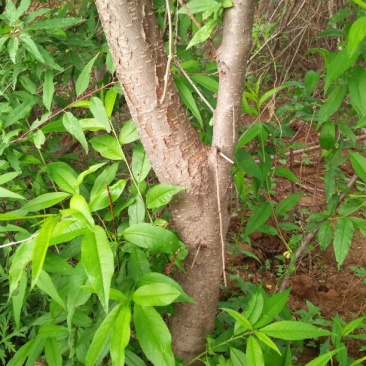 巴旦木桃树苗，成品桃树苗，山桃苗，占地大桃树