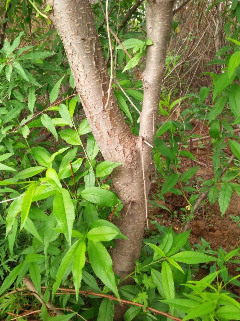 巴旦木桃树苗，成品桃树苗，山桃苗，占地大桃树