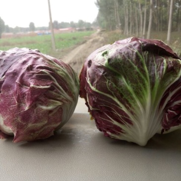 荷兰菊苣菜10~12cm