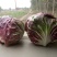 荷兰菊苣菜10~12cm