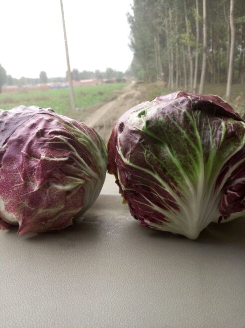 荷兰菊苣菜10~12cm