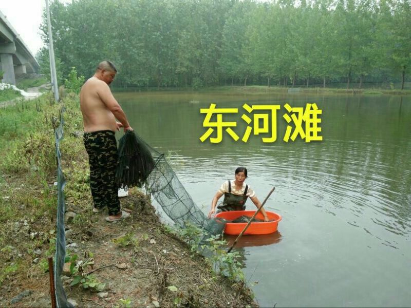 洪泽湖小龙虾苗塘口一手货