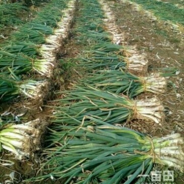 大头葱35~40cm毛葱3cm左右