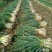 大头葱35~40cm毛葱3cm左右