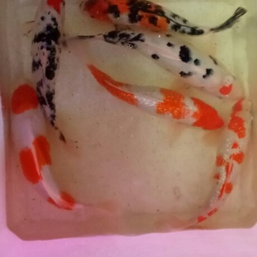 锦鲤饲料1~2公斤