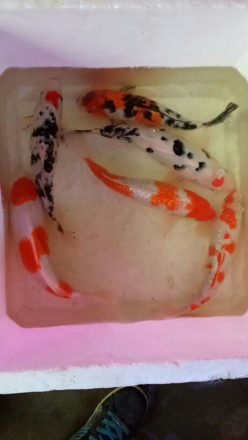 锦鲤饲料1~2公斤
